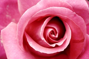Beautiful Pink Rose4105816056 300x200 - Beautiful Pink Rose - Rose, Pink, Beautiful